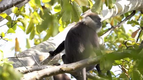 Langur
