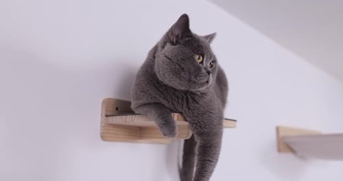 Gray Cat Resting on Wooden Shelf in Home Interior