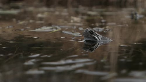 Common frog peeking in pond water in spring, nature wetland close up