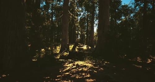 Sunlight Filters Through Tall Trees in a Serene Forest Landscape