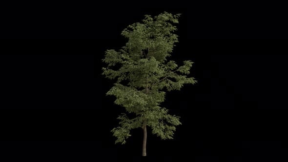 Black Locust Tree blowing in the wind. Alpha Channel. Loop Animation ...