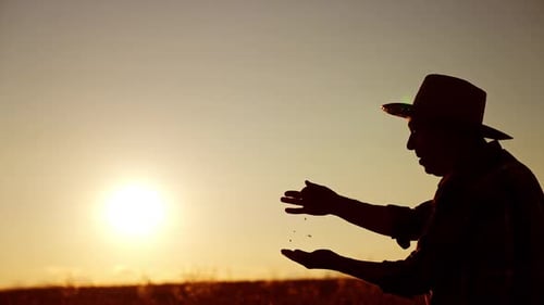 Silhouette of a senior man in hat pouring grain in the field at sunset.