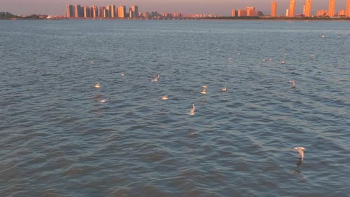 Seagulls fly over the sea,A group of seagulls are flying on the blue sea