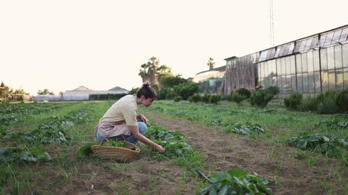 Female Farmer Harvesting Vegetables in Sustainable Farm