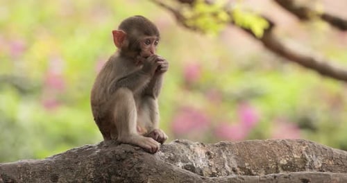 Makaken in der Natur. Makaken sind eine Gattung (Macaca) geselliger Affen. Makaken werden gefunden