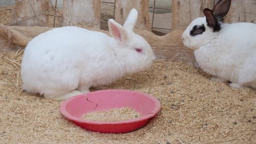 Domestic spotted and albino rabbits at a petting zoo in a clean pen