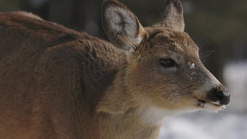 Deer Opens Mouth in Snowy Winter Close-up