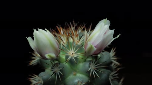 Time lapse video of cactus flower plant, in the style of black background.