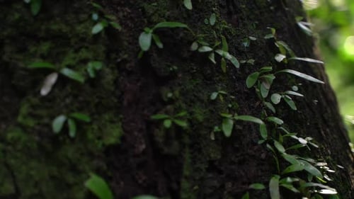 Parasitäre Pflanzen wachsen auf der Rinde von Bäumen.