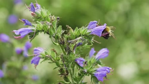 Bee on Purple Flower Gathering Pollen