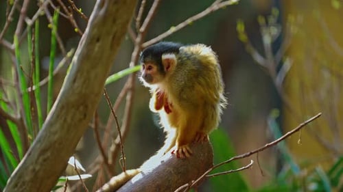 A Small Monkey Sitting on a Branch Scratches Its Head