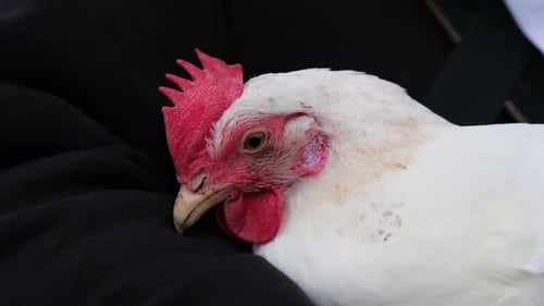 Cinematic Close-up of White Leghorn Chicken with Red Comb and Wattle in Slow Motion