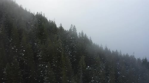 Flyover Conifer Woods Near Olympic National Park, Olympic Peninsula, Washington State, USA. Aerial D