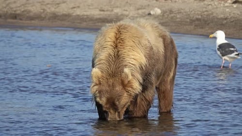 Brown Bear Eating in the Shallows