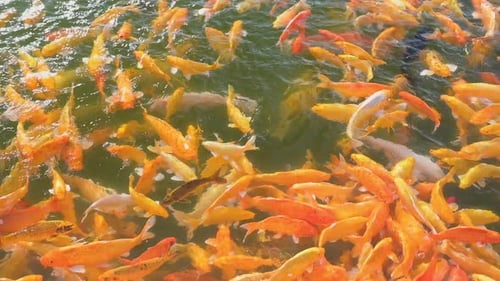 Bunter Hintergrund von Koi-Fischen Schöner bunter Hintergrund von Koi