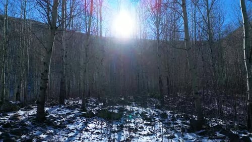 A winter landscape in the forest