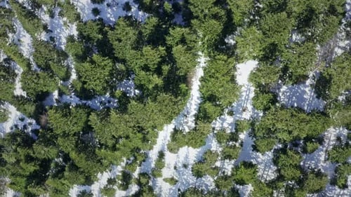 A dense forest with patches of snow in sunlight, showcasing nature's texture, aerial view