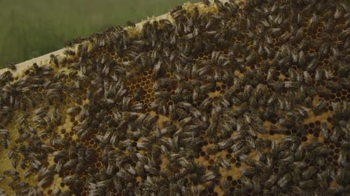 Honey Bees Working on Honeycomb in Beehive