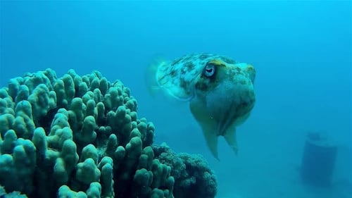 Cuttlefish on large Corals close up