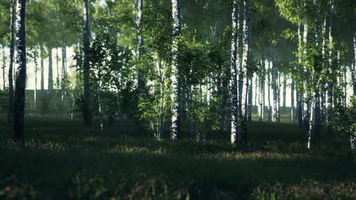 Lush Forest With Abundant Green Trees