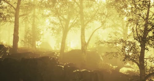 Paysage forestier brumeux illuminé par la chaleur du soleil tôt le matin