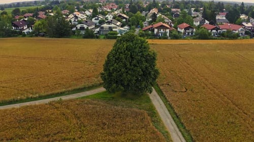 Unveiling shot backwards from a big tree to discover a little idyllic town in its background