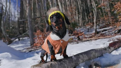 Dachshund Dog Standing on Log in Winter Forest
