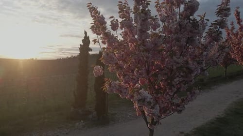 circular shot of a dirt road with blooming japanese cherry trees at a setting sun