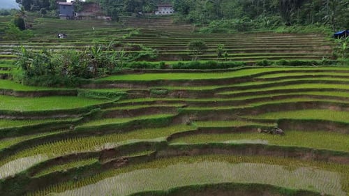 Aerial view over the beautiful rice terrace