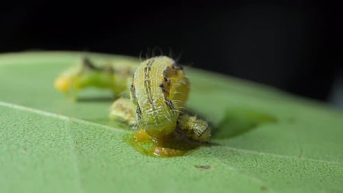 big Caterpillar eating small caterpillar closeup view