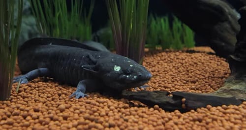Black Axolotl Resting Peacefully on Pebbles