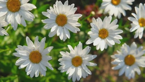 White Daisy Flowers Blooming in Natural Sunlight