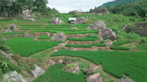 green rice fields