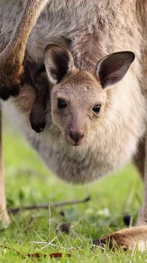 Portrait vertical du mignon kangourou Joey dans une pochette, Australie du Sud
