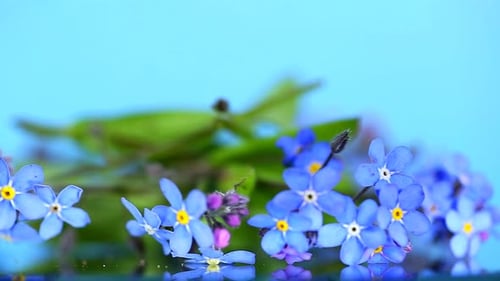 Forget-me-not flowers on a blue background. spring background in blue tones.Blue flowers