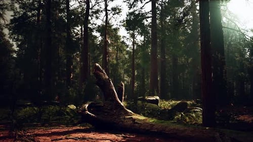 Famous Big Sequoia Trees are Standing in Sequoia National Park
