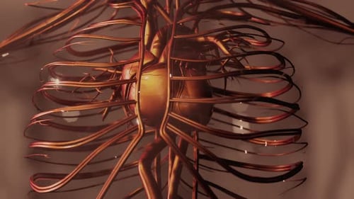Medically Accurate Animation of Heart with Vains and Arteries