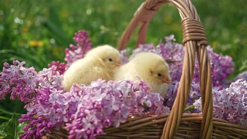 Traditionelles Ostervogel, Frühlingsfest, kleine Hühner im Weidenkorb