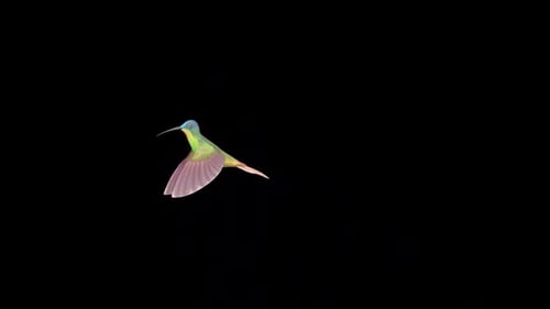 Fliegender Kolibri