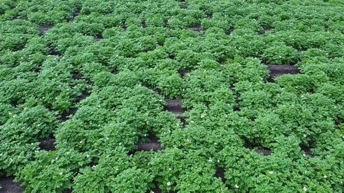 Close-Up View of Potato Field with Summer Blossoming Crops