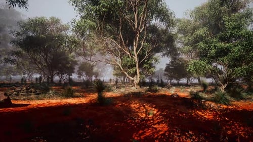 Misty Forest Landscape with Red Soil and Green Trees