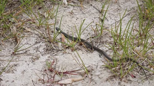 A Grass Snake slithering Through a Sandy habitat - Close-Up slow motion shot.