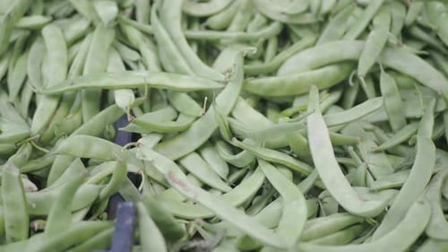 Ernte frischer grüner Bohnen auf dem örtlichen Bauernmarkt
