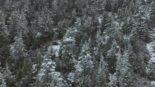 Topdown Aerial View of Winter Forest Covered with Snow