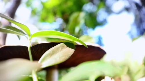 Agaricus mushroom in a coniferous forest, slow motion