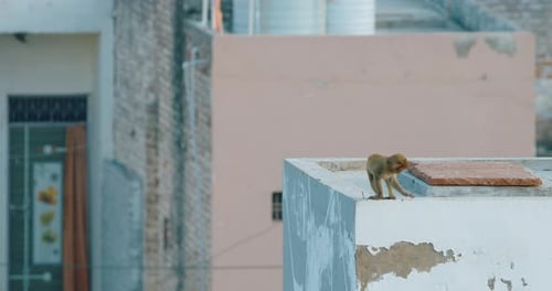Baby Monkey Bonnet Macaque Macaca