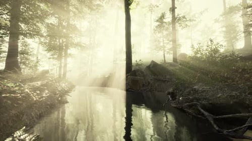 Dark Pond in Mysterious Forest