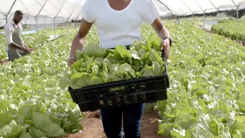 Carrying crate of fresh lettuce, farmer working in hydroponic farm greenhouse