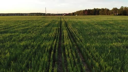 Green Field of Young Wheat at Sunset Drone Video