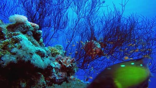 Underwater Sea Coral Tropical Reef
